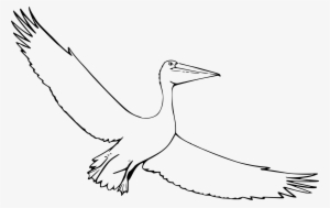 Open - Sketch Pelican