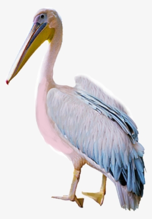 Largest Collection Of Free To Edit Pelican@kfurnacethomas - Pelican
