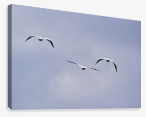 American White Pelican Abstract 3 Canvas Print - European Herring Gull