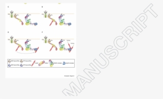 Mechanism Of Expansion Of Lamellipodia And Ruffles - Consumer Price Index