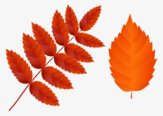 Free Png Two Dark Orange Fall Leaves Png Images Transparent - Orange Fall Leaves Clipart