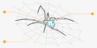 Pantide - Spider Web