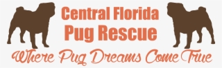 Central Florida Pug Rescue - Pug Rescue Of Florida