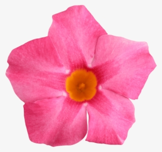 Sundaville Rose Star - Mandevilla