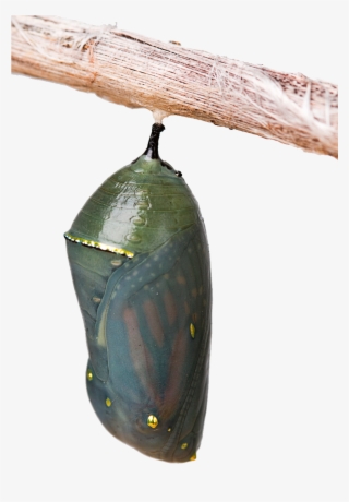 The Chrysalis - Chrysalis Transparent