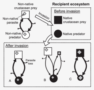 Introduced Parasites E Native/introduced Hosts - Parasitism