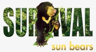 Species In Danger - Sun Bear Icon