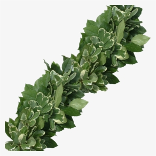Fresh Salal Variegated Pittosporum Garland Wreaths - Variegated Pittosporum Garland