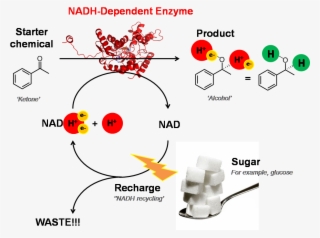 Nadh-dependent Enzyme - Nadh As Cofactor