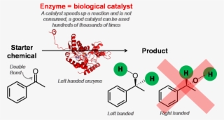 Enzyme = Biological Catalyst - S Amphetamine