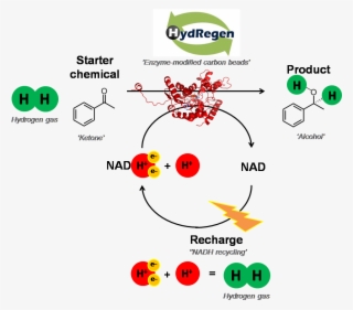 Any Nadh-dependent Enzyme Can Also Be 'plugged In' - Chemistry