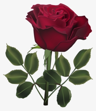 Red Rose Png, Dark Red Roses, Beautiful Roses, Clip - Dark Red Rose Flower