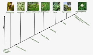 Evolution Of Plant Diversity - Flowering Plants Evolution
