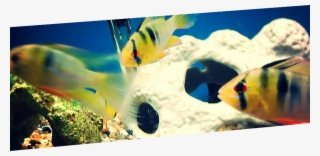 Call Or Visit World Of Wet Pets Tropical Fish Today - World Of Wet Pets