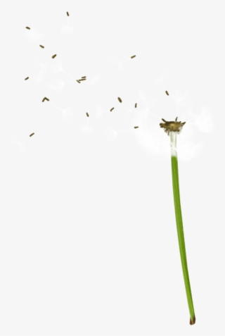 Free Png Dandelion Png Images Transparent - Portable Network Graphics
