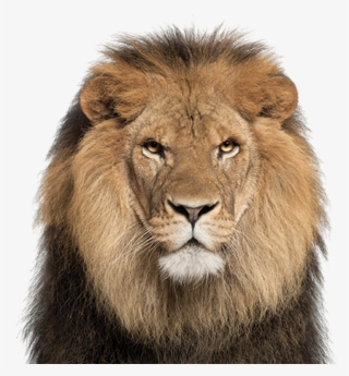 African Lion - Lion Face White Background