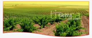 location - tierra del vino zamora