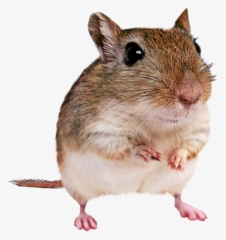 Gerbil Photosymbols - Mouse