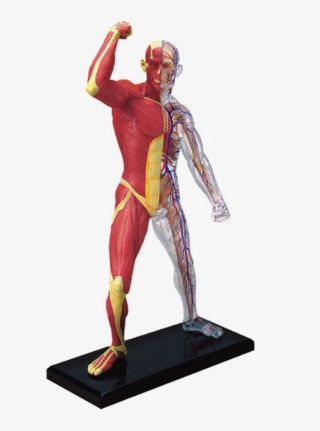 Muscle & Skeleton Anatomy Model - 4d Human Anatomy Skeleton Model