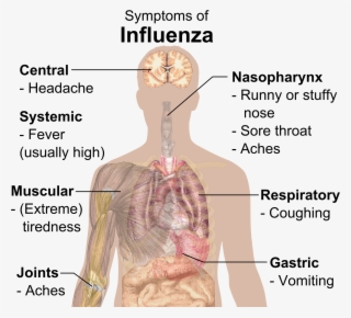 Symptoms Of Influenza - Know If You Re Anemic