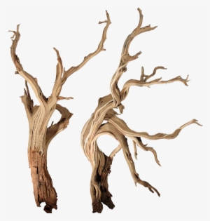 Bonsai Driftwood Canada - Driftwood For Aquarium