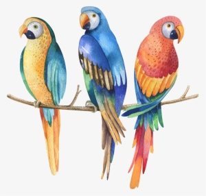 Parrot - Parrots In Jungle Drawings