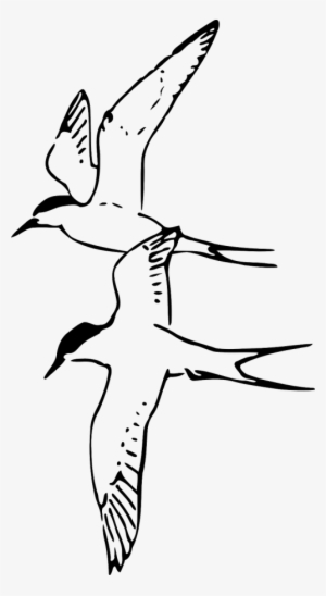 Terns,birds Flying,arctic Vector - Desenho De Passaros Voando