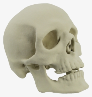 Skeleton Head Png