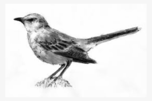 To Kill A Mockingbird Project - Mockingbird
