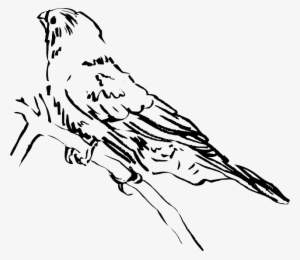Side View Of Bird Drawing