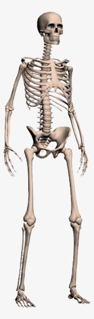 Human Skull - Human Skeleton