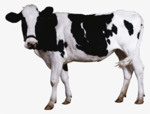 Cow Transparent