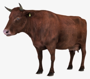 Vaca Animales - Collecta Angus Bull