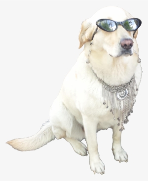 Animalthis Cool - Dog With Sunglasses Transparent