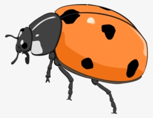 Beetle Orange Seven-spot Ladybird Drawing Red - Orange Lady Bug Clip Art