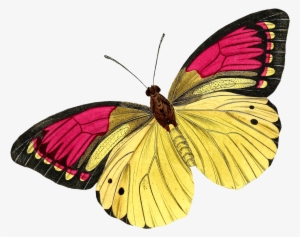 0 105737 Ac315071 Orig Butterfly Drawing, Butterfly