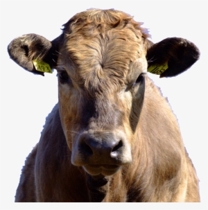 Vaca - Vaca Fara Coarne