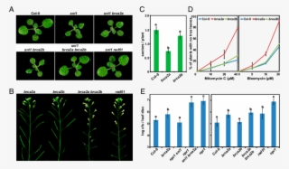 Brca2 And Its Partner Rad51 Play A Critical Role In - Arabidopsis Rad51