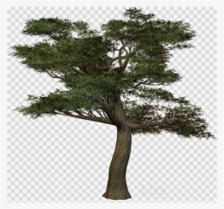 Tree Clipart Branch Tree Pine - Tree