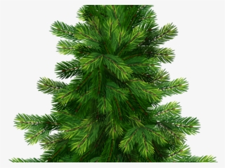 Pine Tree Clipart Spruce Tree - Tree Pine