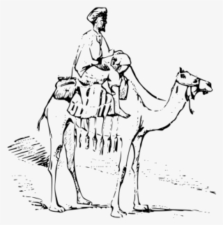 Dromedary Bactrian Camel Drawing Desert Free Commercial - Man Riding Camel Drawing
