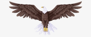Australian Drawing Sea Eagle Image Library - Flying Eagle Drawing Color