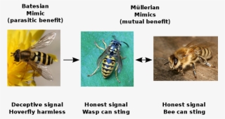 Comparison Of Batesian And Müllerian Mimicry, Illustrated - Batesian Vs Mullerian Mimicry