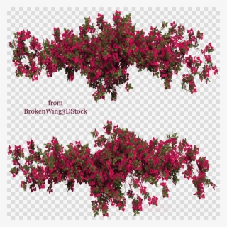 Bougainvillea PNG & Download Transparent Bougainvillea PNG Images for Free  - NicePNG