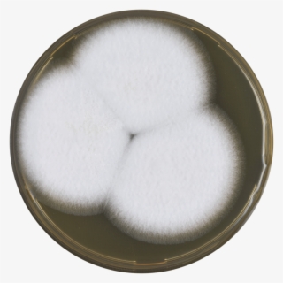 Aspergillus Coreanus Meaox - Circle
