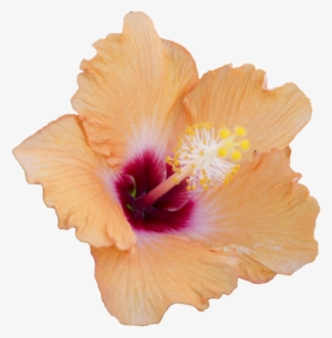 Hibiscus Flowers Png - Rosemallows