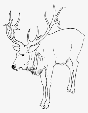 Christmas, Reindeer, Animal, Stag, Antlers, Animals - Reindeer Clip Art Black And White