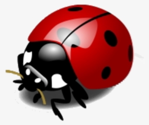 Ladybug Transparent Picture - Lady Bird Clipart Png