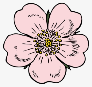 Wild Rose Clip Art - Apple Blossom Flower Drawing