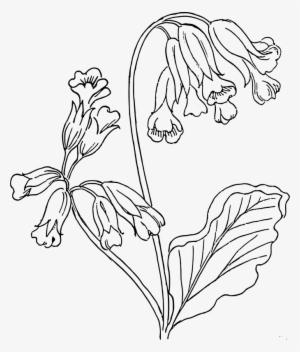 Dry Flower Clipart Black And White